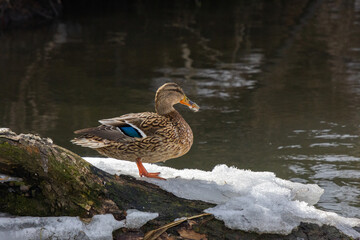 mallard duck on the bank of the river on a sunny day with reflections in the water