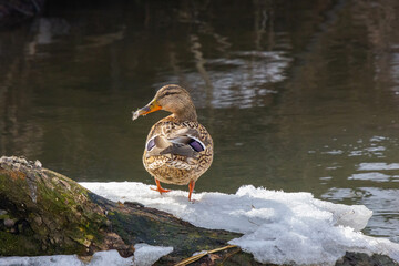 mallard duck on the bank of the river on a sunny day with reflections in the water
