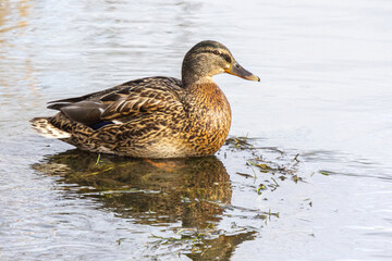 Mallard duck on the river water on a sunny day with reflections in the water