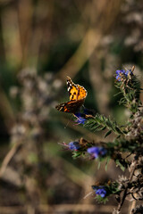 Monarch Butterfly on bush with blue flowers. Majestic spring scene 