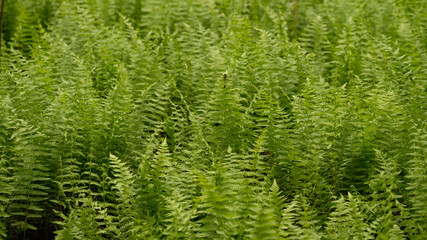 A stand of lovely green ferns cover the ground along a wetlands on the south. 