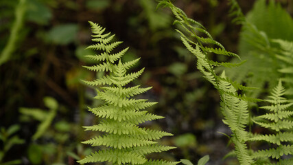 delicate ferns in a Lousiana swamp