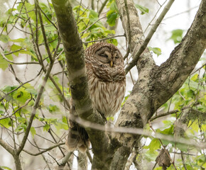 A Barred owl sits in a tree in a Louisiana swamp during the day.The barred owl, also known as the northern barred owl, striped owl or, more informally, hoot owl. 