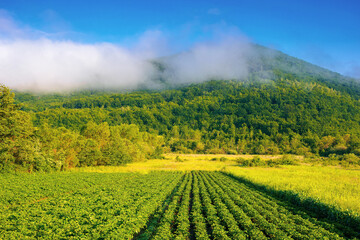 rural landscape with potato field grow in a row. lush green scenery in morning light. organic crop vegetation. rustic agricultural background in summer