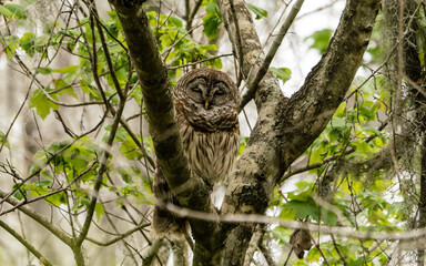 A Barred owl sits in a tree in a Louisiana swamp during the day.The barred owl, also known as the northern barred owl, striped owl or, more informally, hoot owl. 