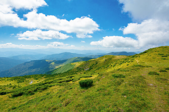 Carpathian Biosphere Reserve mountain ridge. green meadows summer landscape of the Chornohirskyi Massif in the eastern carpathians, ukraine. sunny scenery with fluffy clouds on the blue sky