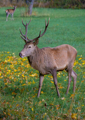 National Park of Abruzzo, Lazio and Molise (Italy) - The autumn with foliage in the mountain natural reserve, with Barrea lake, Camosciara and Val Fondillo landmark.
