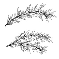 Two branches of rosemary, vintage hand-drawn illustration
