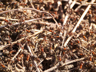 Large ants in the anthill. The first days of spring