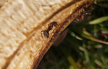 Large forest ants feed on a banana peel