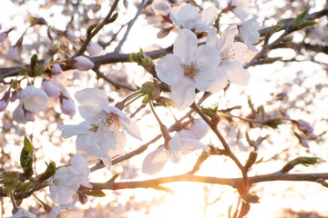 朝日に染まる桜の花びらのクローズアップ