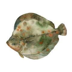 Flounder fish. Watercolor illustration on a white background. 
