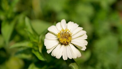 Obraz premium Close up white Creeping Zinnia, Mexican Zinnia Flower in bloom.