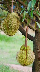 Fresh durian hanging on tree, king of fruits, tropical of asian fruit.