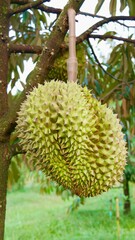 Fresh durian hanging on tree, king of fruits, tropical of asian fruit.