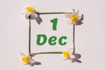 December 1st. Day of 1 month, calendar date. Frame from flowers of a narcissus on a light background, pattern. View from above. Summer month, day of the year concept