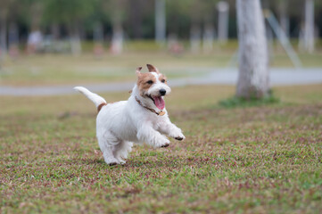 Jack Russell Terrier playing in the grass