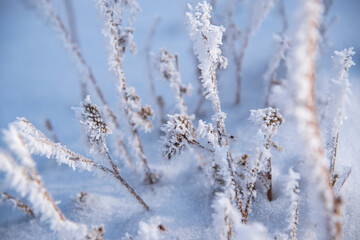 Snow frost on the grass in a snowdrift close-up. Selective focus.Natural blue background