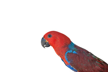 Beautiful colorful macaw parrot on white background.