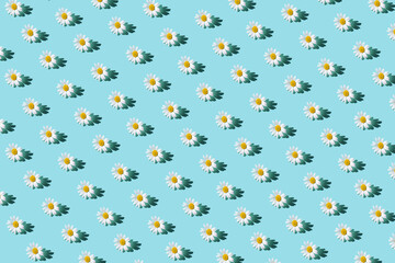 Creative pattern made of camomile flowers on colorful background. Floral layout for seasonal cards, blogs, posters and web design. Summer concept.Top view. Flat lay. Minimal style. Copy space