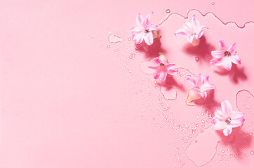 Fototapeta na wymiar Spring fresh pastel pink floral background with hyacinth flowers in water drops as border, top view.