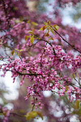 Spring is outside. Blooming cercis. first flowering trees. Spring is back.