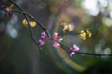 Spring is outside. Blooming cercis. first flowering trees. Spring is back. Sun glare.