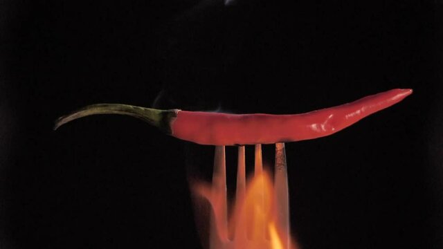 Plump whole red chili with green stem held with a fork being roasted in fire. Barbequed fresh raw Lal Mirch on flames of fire / smoking of spicy pepper against a black background