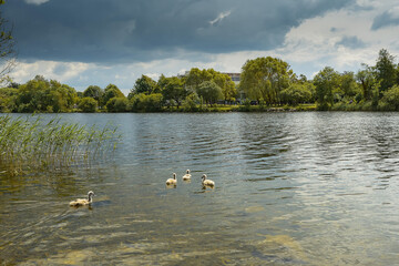 Four small cute cygnet in river Corrib, Galway city, Ireland. Warm sunny day. Nature environment.