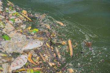 Waste causes the death of fish. Global warming