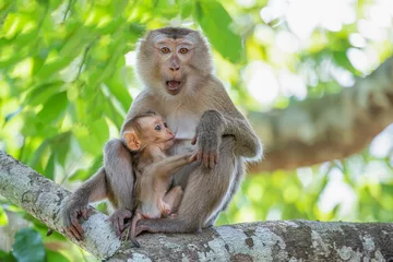 Deurstickers Love nature, mother and baby monkey in the jungle Thailand. © nudda
