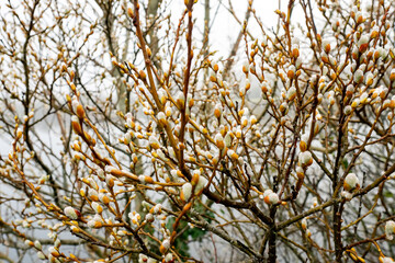 Obraz premium Willow tree brunches with buds. Spring season start concept. Nature background. Growth cycle.
