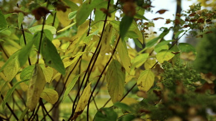 Close up autumn bushes and leaves in park. Autumn colours ot trees foliage. 