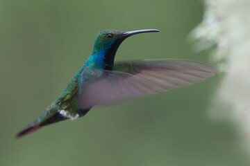 Fototapeta premium Black-throated Mango hummingbird (Anthracothorax nigricollis), male hovering, near Bogota, Colombia.