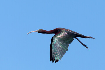 Glossy Ibis (Plegadis falcinellus) adult summer plumaged bird in flight, Side, Turkey.