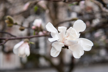 magnolia color on the city streets