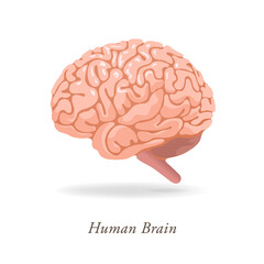 Human brain drawn in pale colors
