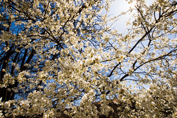 Almond tree flowers and branch, spring tree view