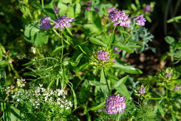 Garden spicy herbs in bloom. Garden summer background