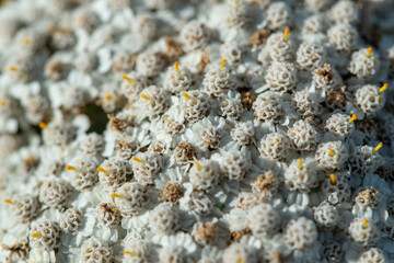 White wild flower close-up. Selective focus. Abstract natural background
