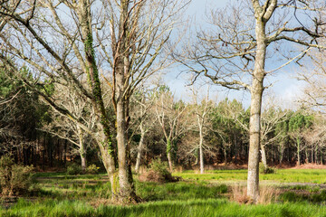 walk in the forest path