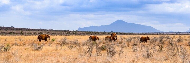 elephant in tsavo east national park