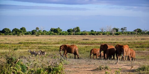 elephant in tsavo east national park