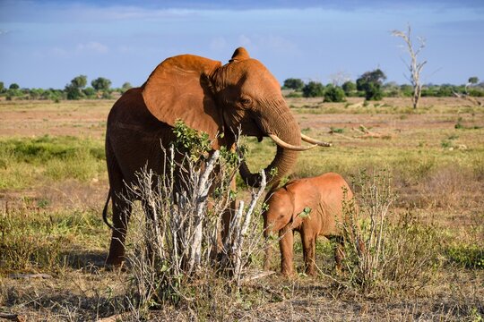 Elephant In Tsavo East National Park