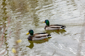 Mallards anas platyrhynchos with green heads swim in the water and enjoy the spring 