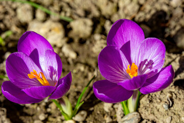 dalmatian crocus on earth blooms in spring