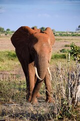 elephant in tsavo east national park