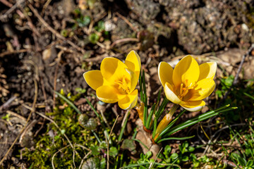 golden crocus chrysanthus on earth blooms in spring