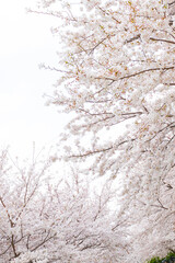 東京都、調布市の桜の風景