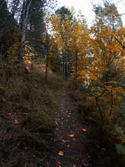 Forest trail with trees on a sunny fall day.